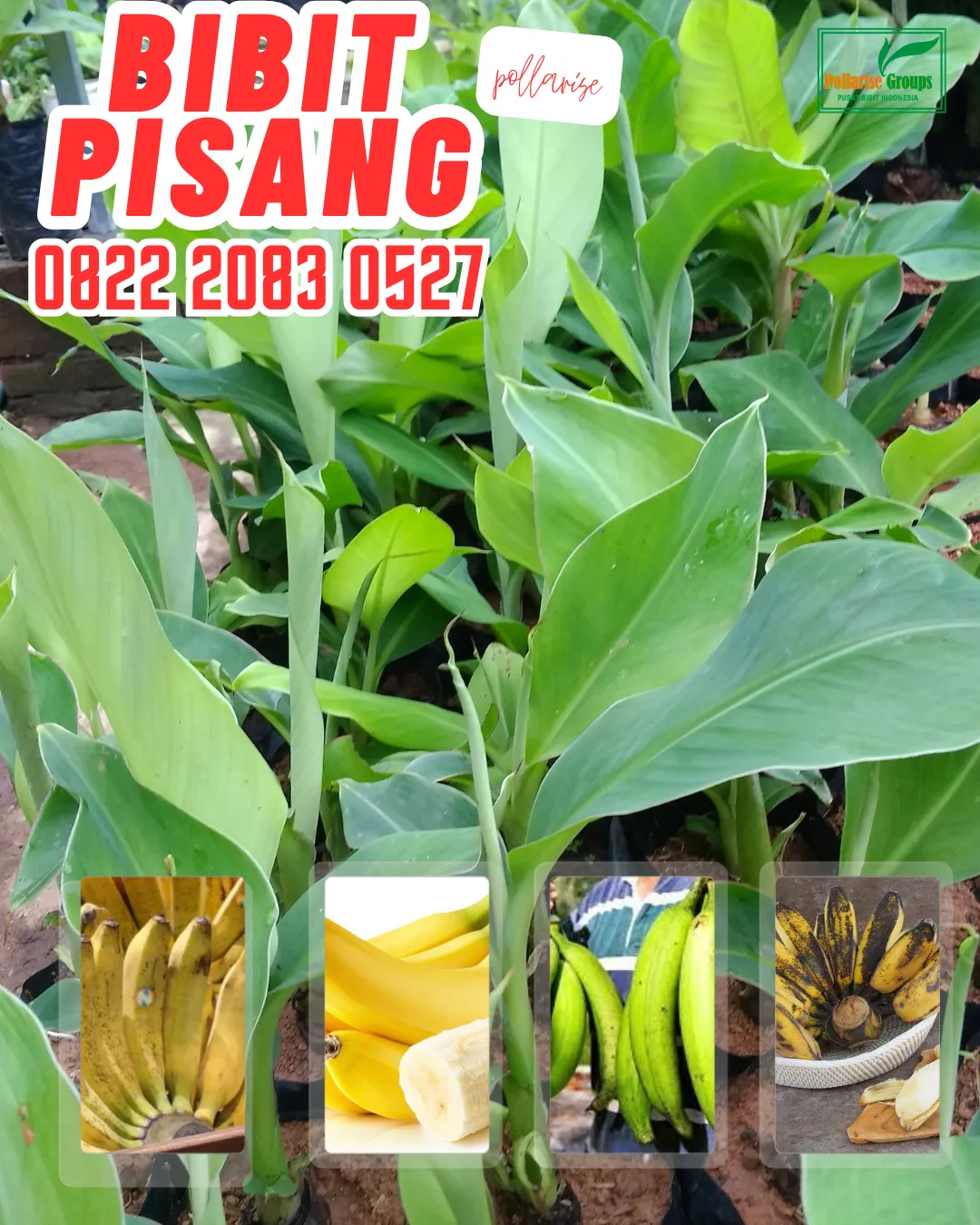 WA 0822.2083.0527  Bibit Pisang Mas Yogyakarta