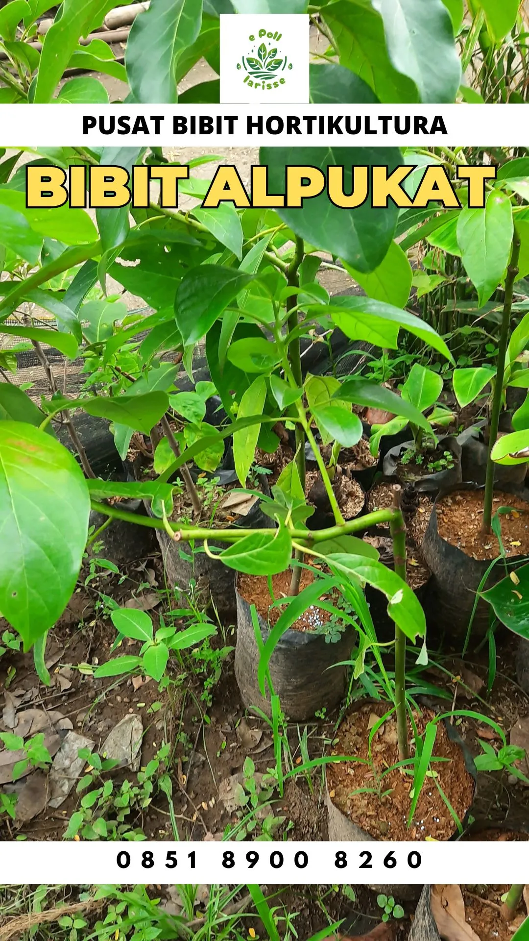 Hortikultura Buah  Bibit Alpukat Jombang