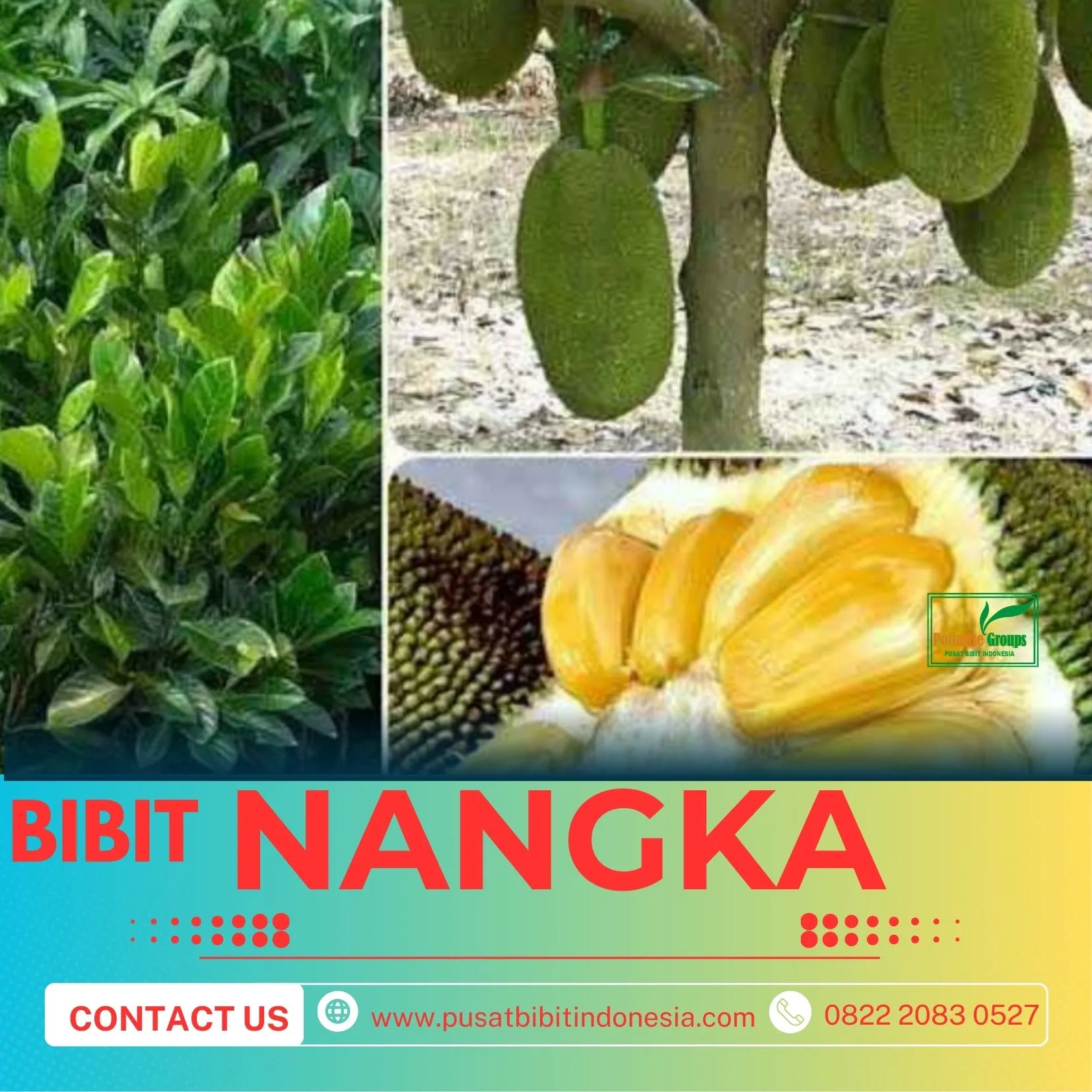 Sentra Bibit Pertanian, Bibit Pohon Nangka Mini