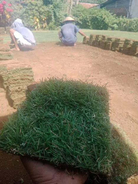 Jual rumput lapangan sepak bola wonosobo terdekat