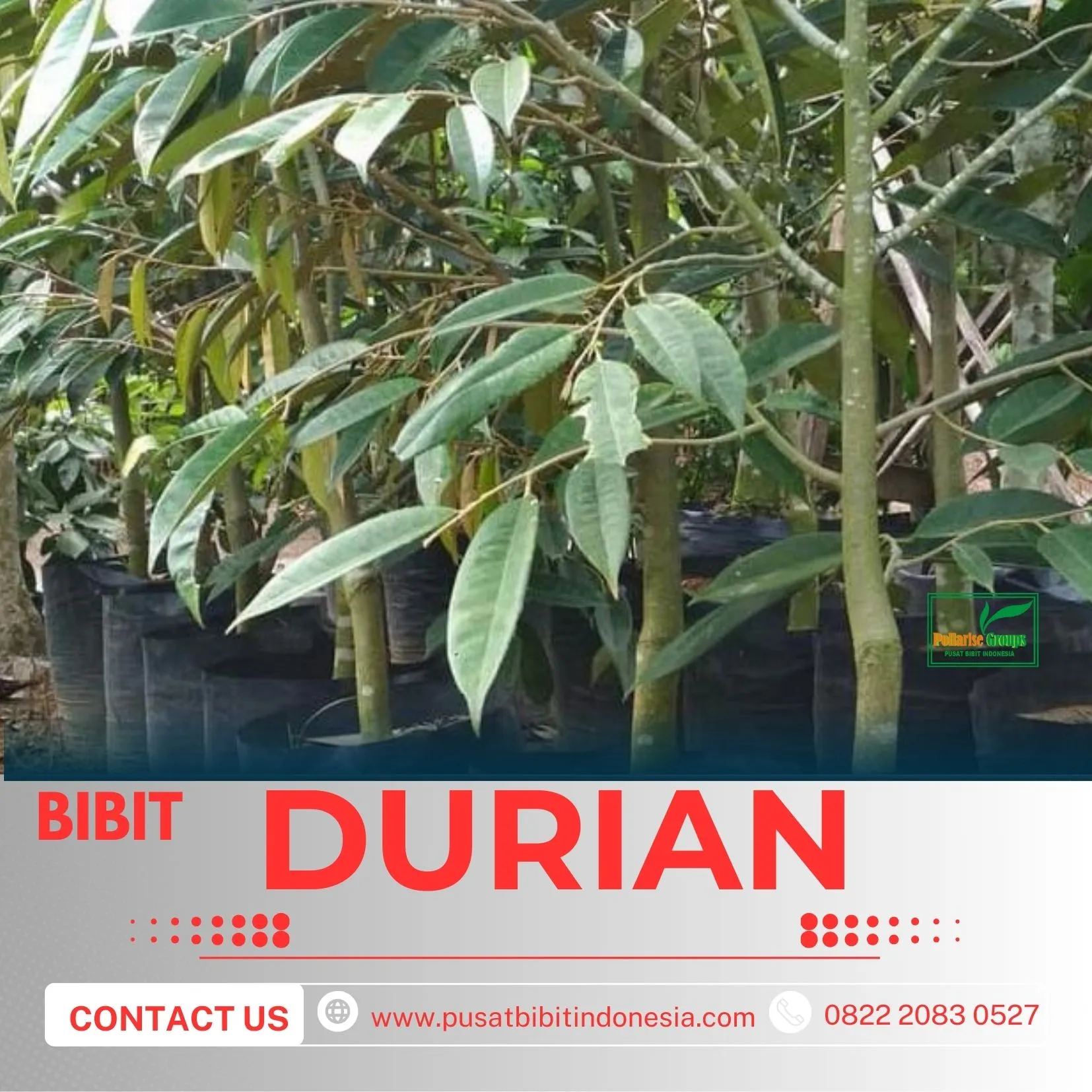 Sentra Pengadaan  Bibit Durian Montong 2 Meter