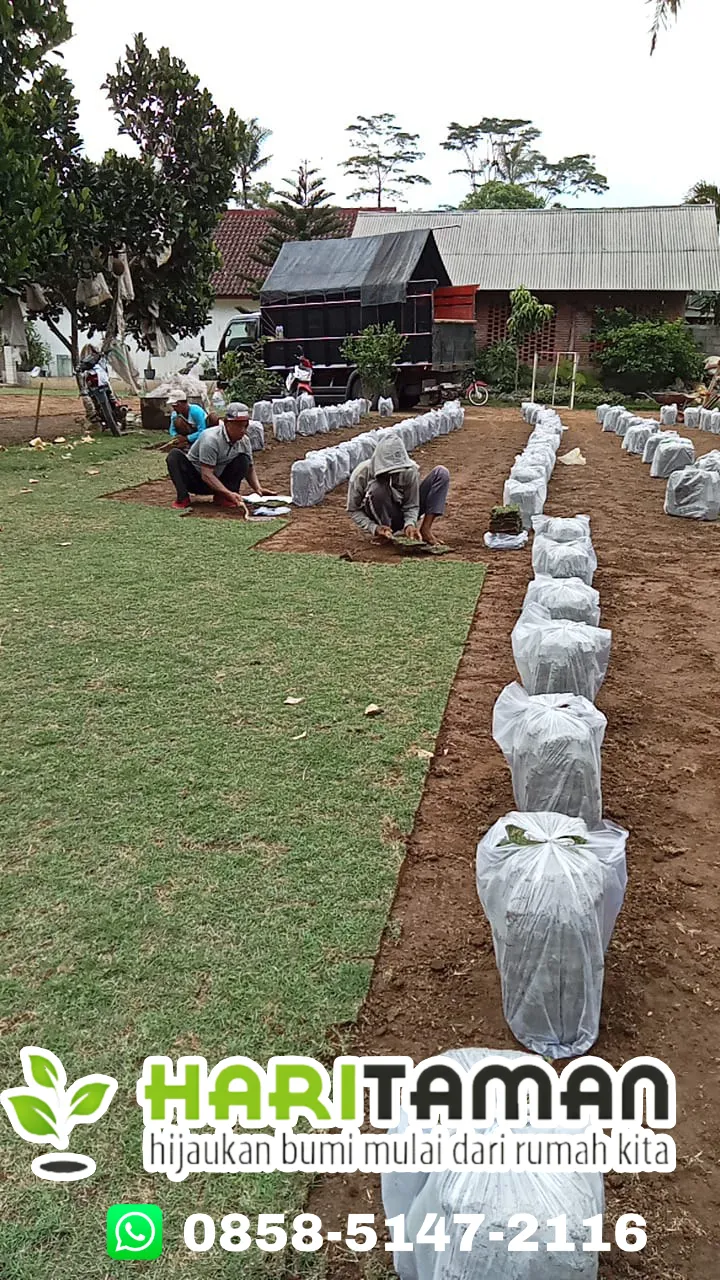 Jual Rumput Jepang Trenggalek Terdekat