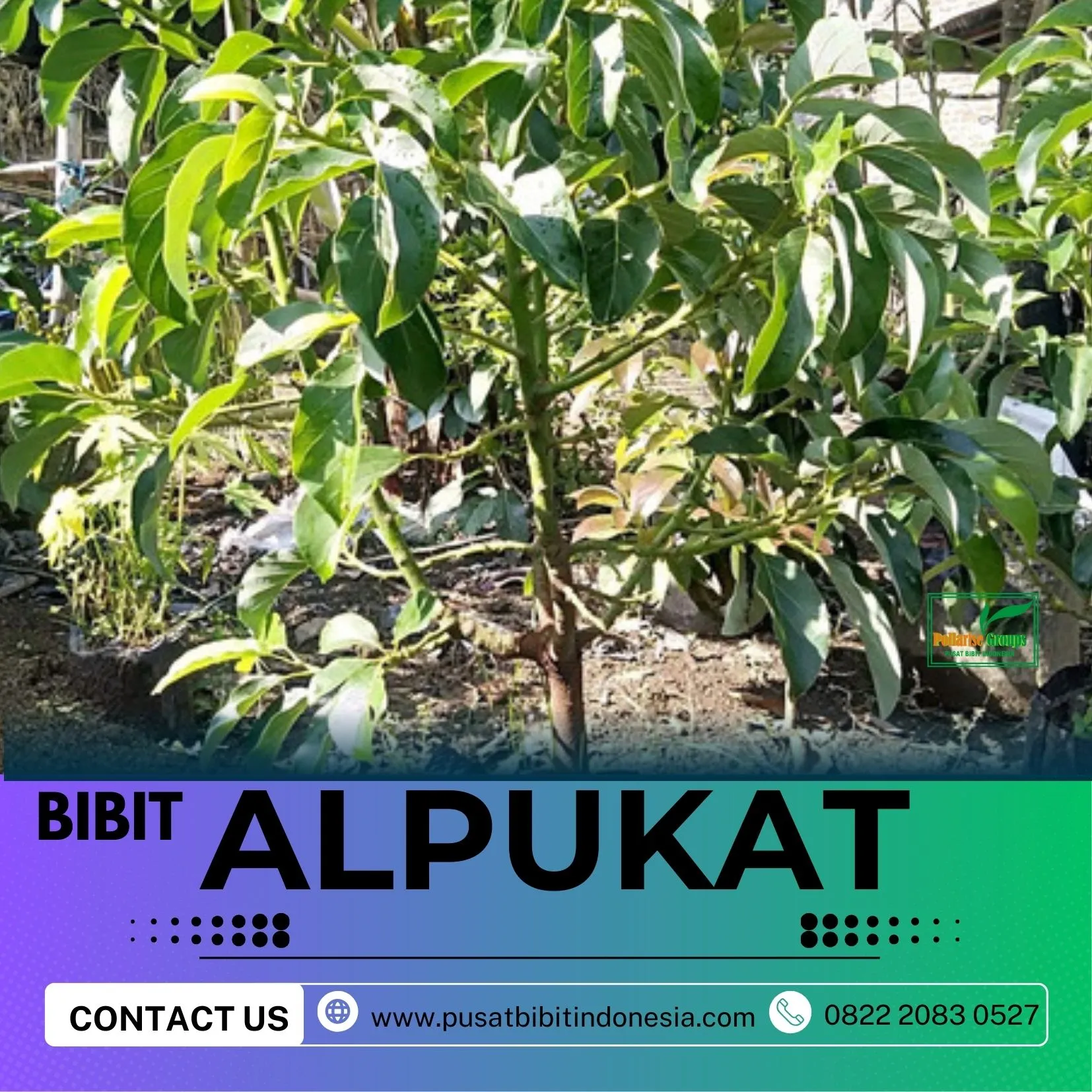 Hortikultura Buah   Bibit Alpukat Miki Depok