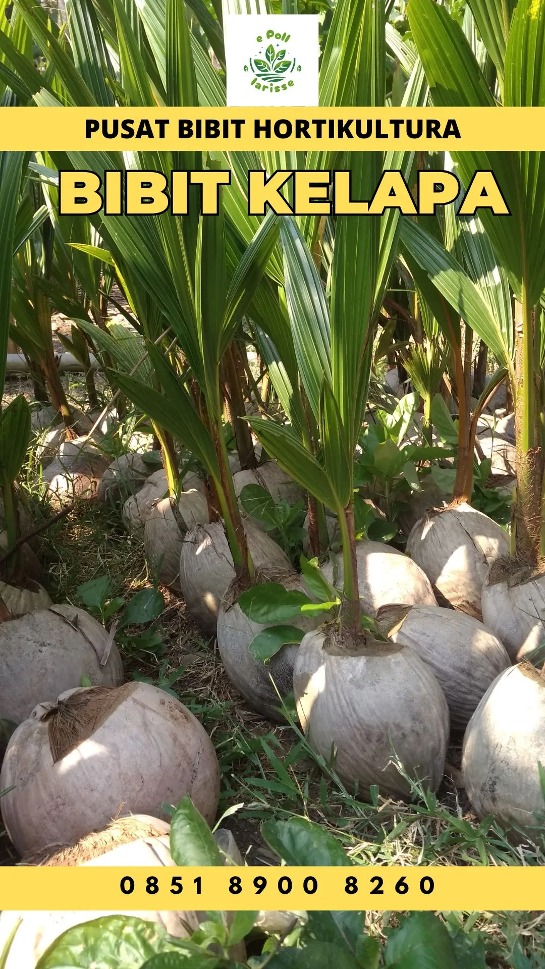 Sentra Bibit Kelapa, Bibit Kelapa Hibrida Di Medan