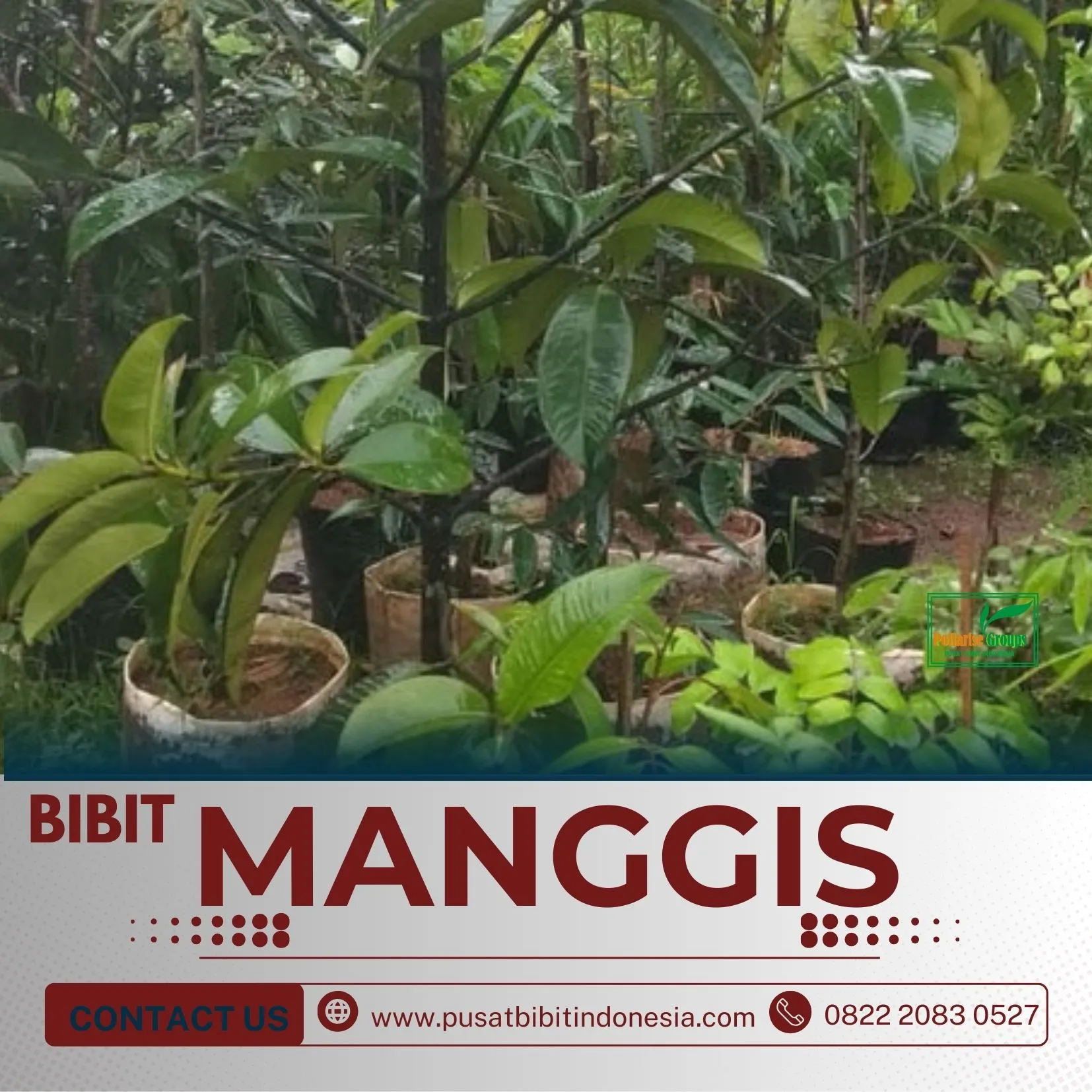 Sentral Bibit, Jual Bibit Manggis Di Tabanan, Harga Bibit Manggis Okulasi