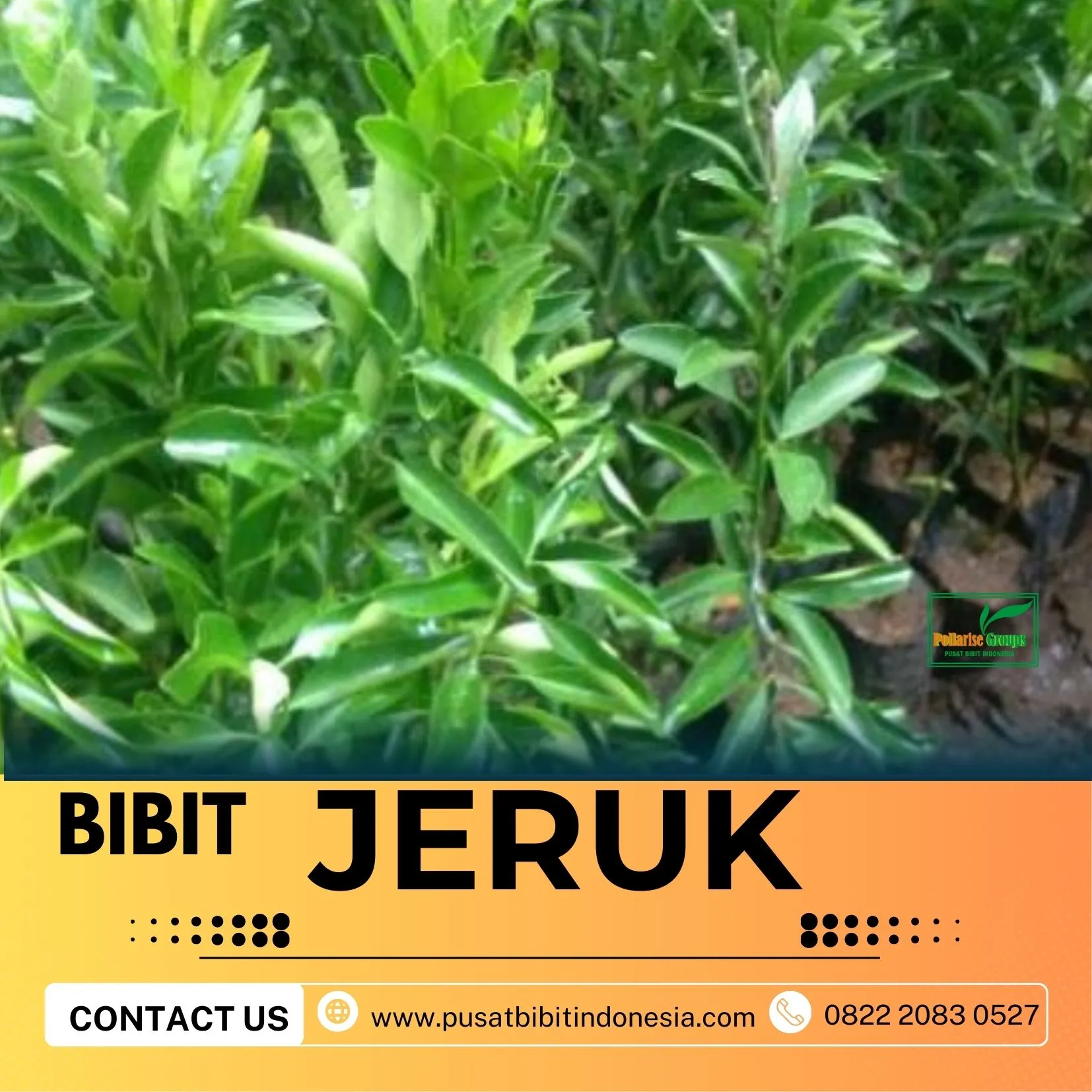 Hortikultura Buah  Perawatan Bibit Jeruk Nagami