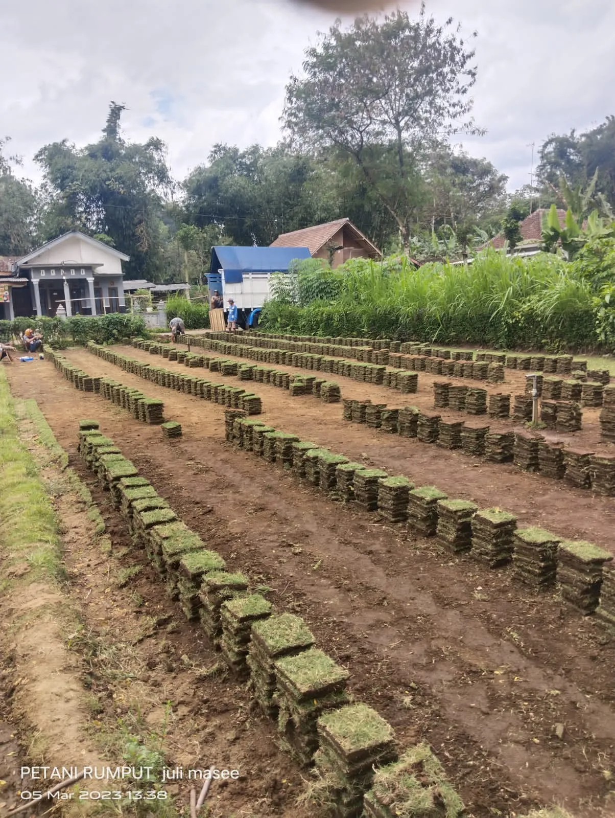 Supplier Rumput Golf Tulungagung Terbaik