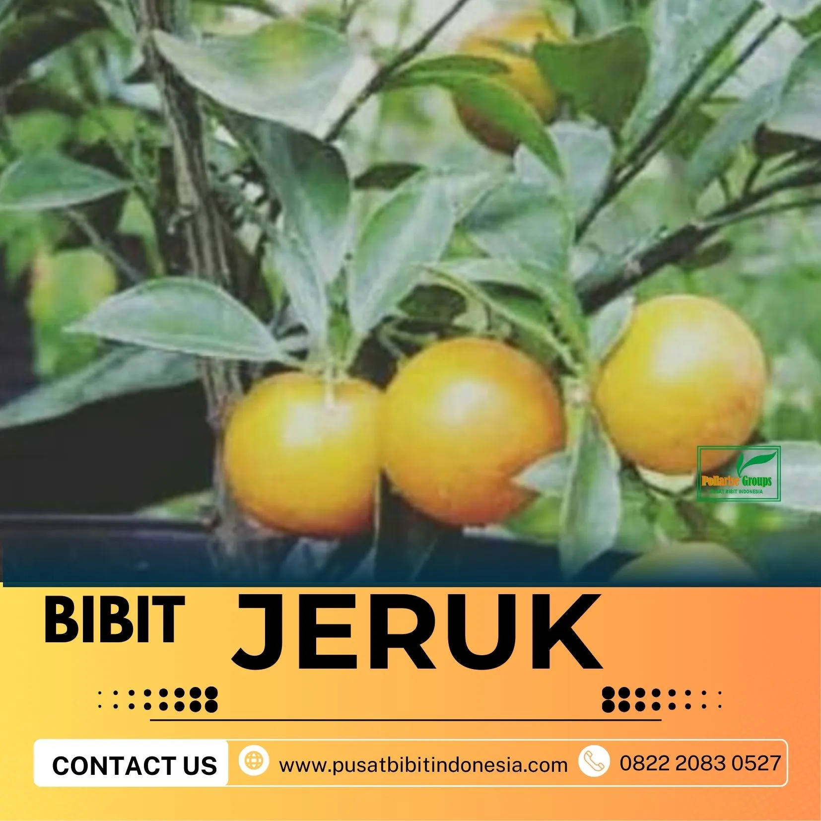 Hortikultura Buah   Bibit Jeruk Keprok Di Malang