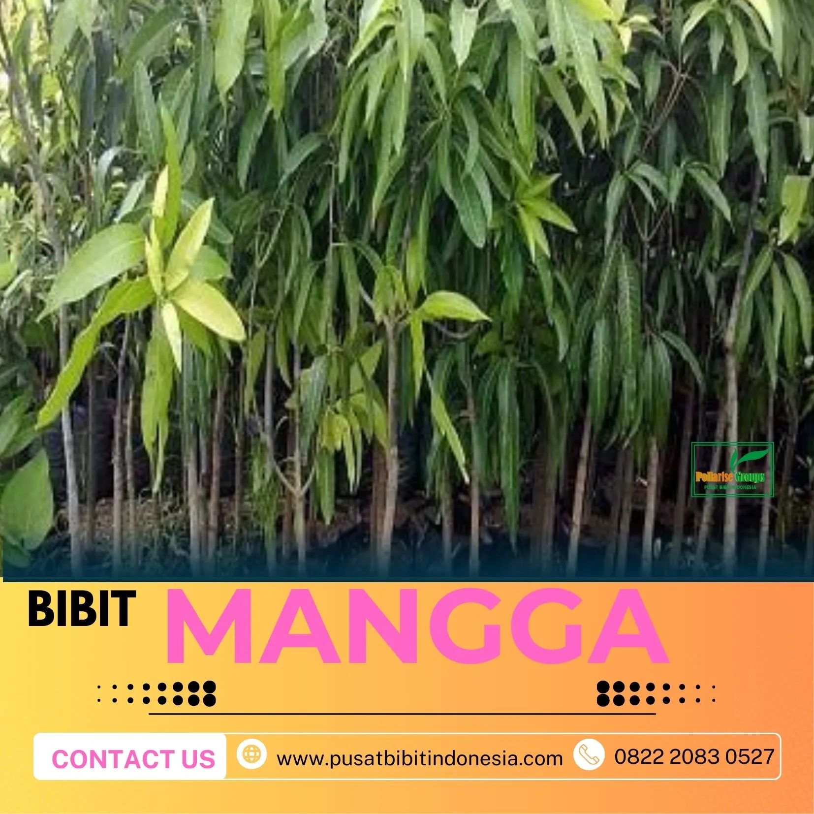 Hortikultura   Bibit Unggul  Mangga Red Brazil