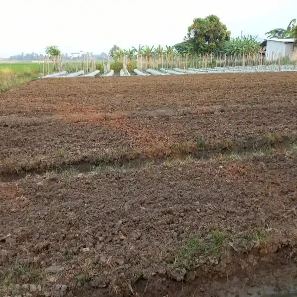 Jual Tanah Sawah Murah Daerah Cibeber Kota Cilegon Shm