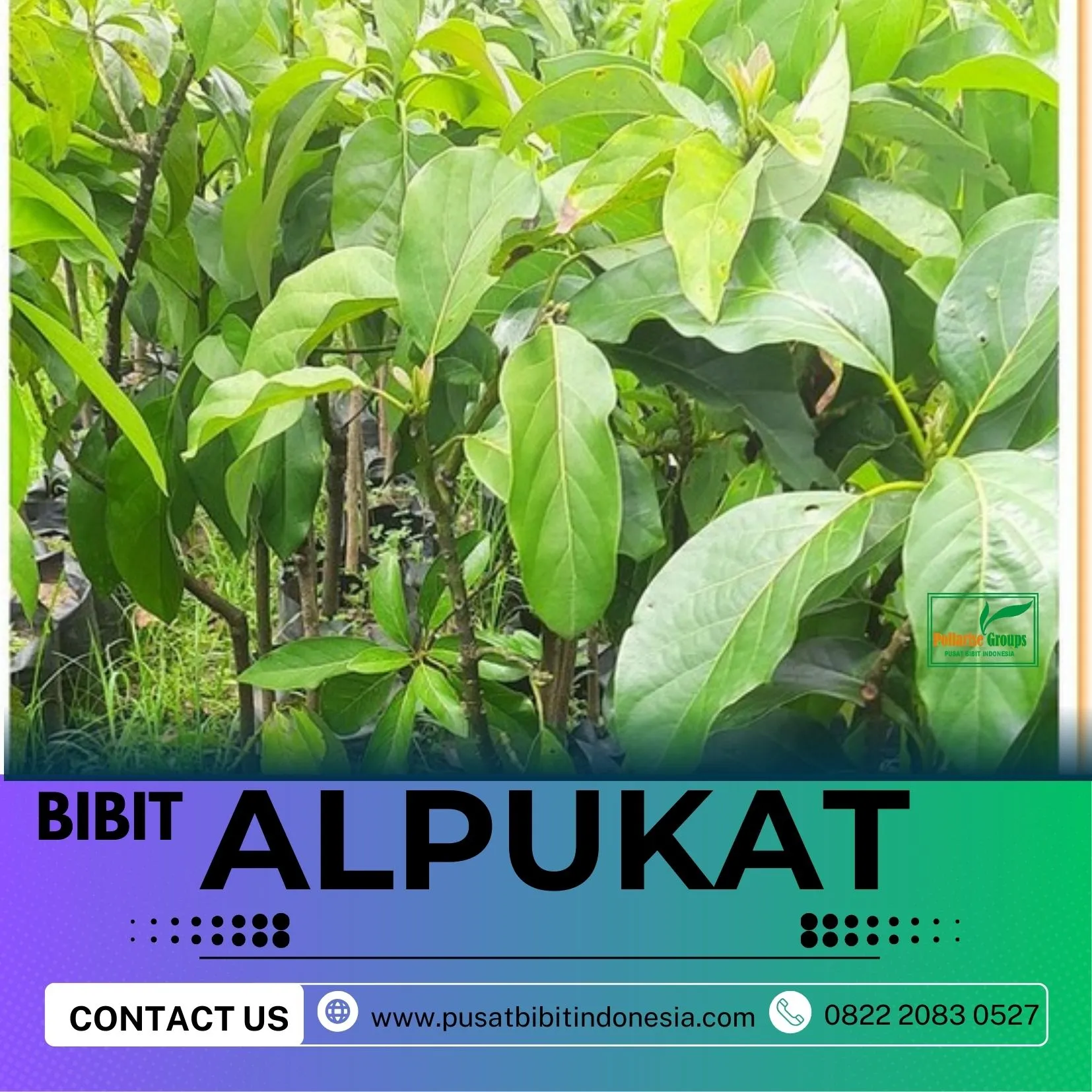 Hortikultura Buah   Bibit Alpukat Miki Di Bandung