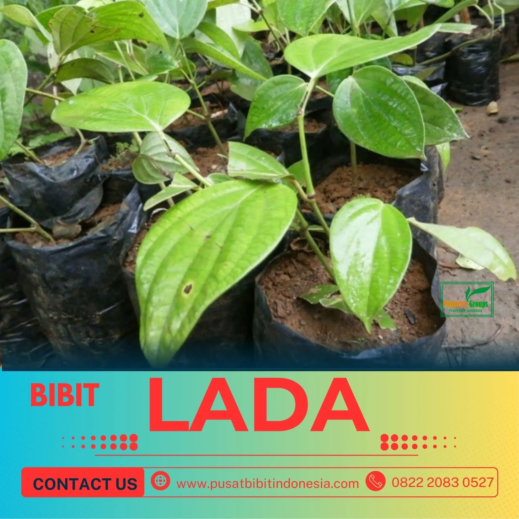 Pusat Bibit,   Benih Lada Perdu