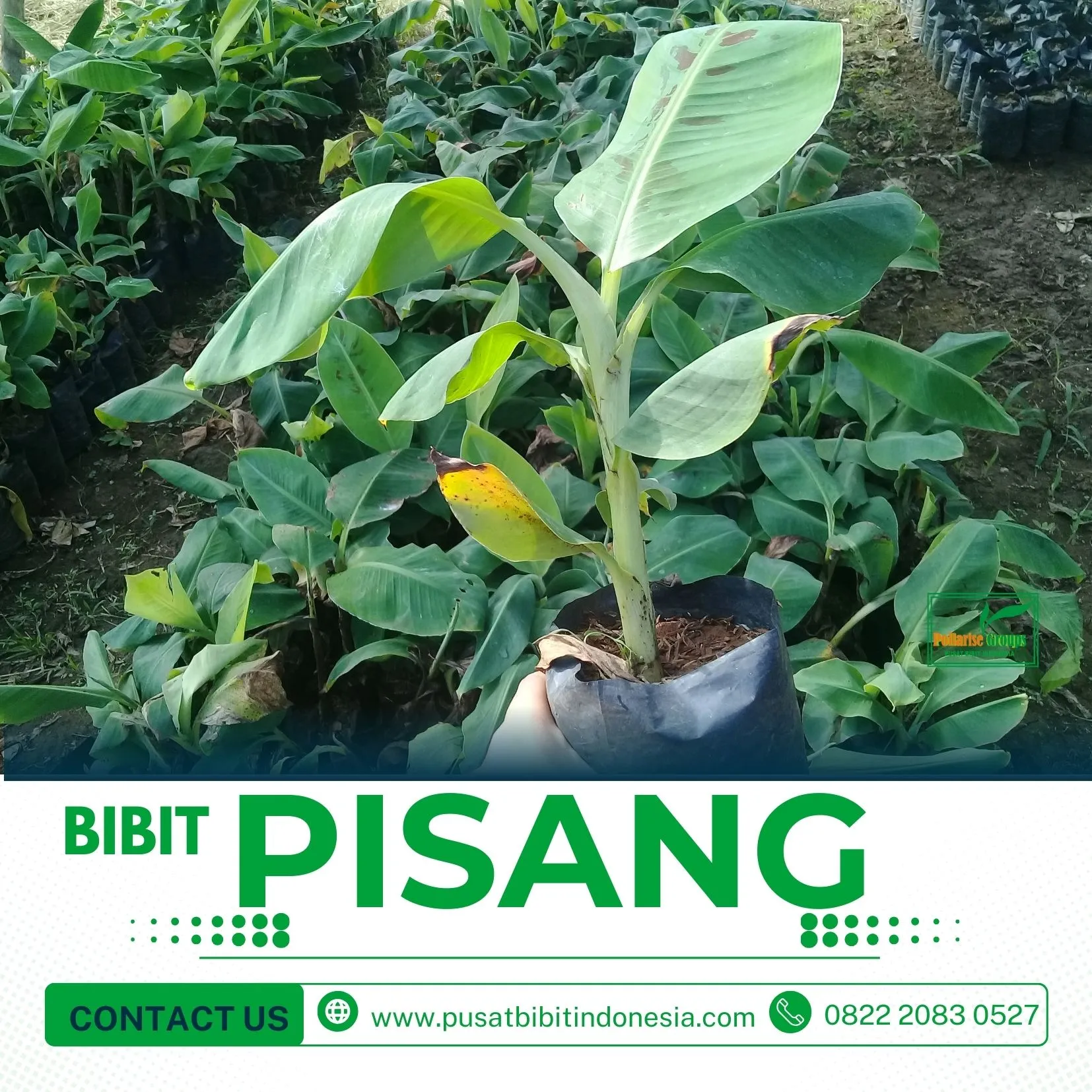 Jual Bibit Pisang Raja