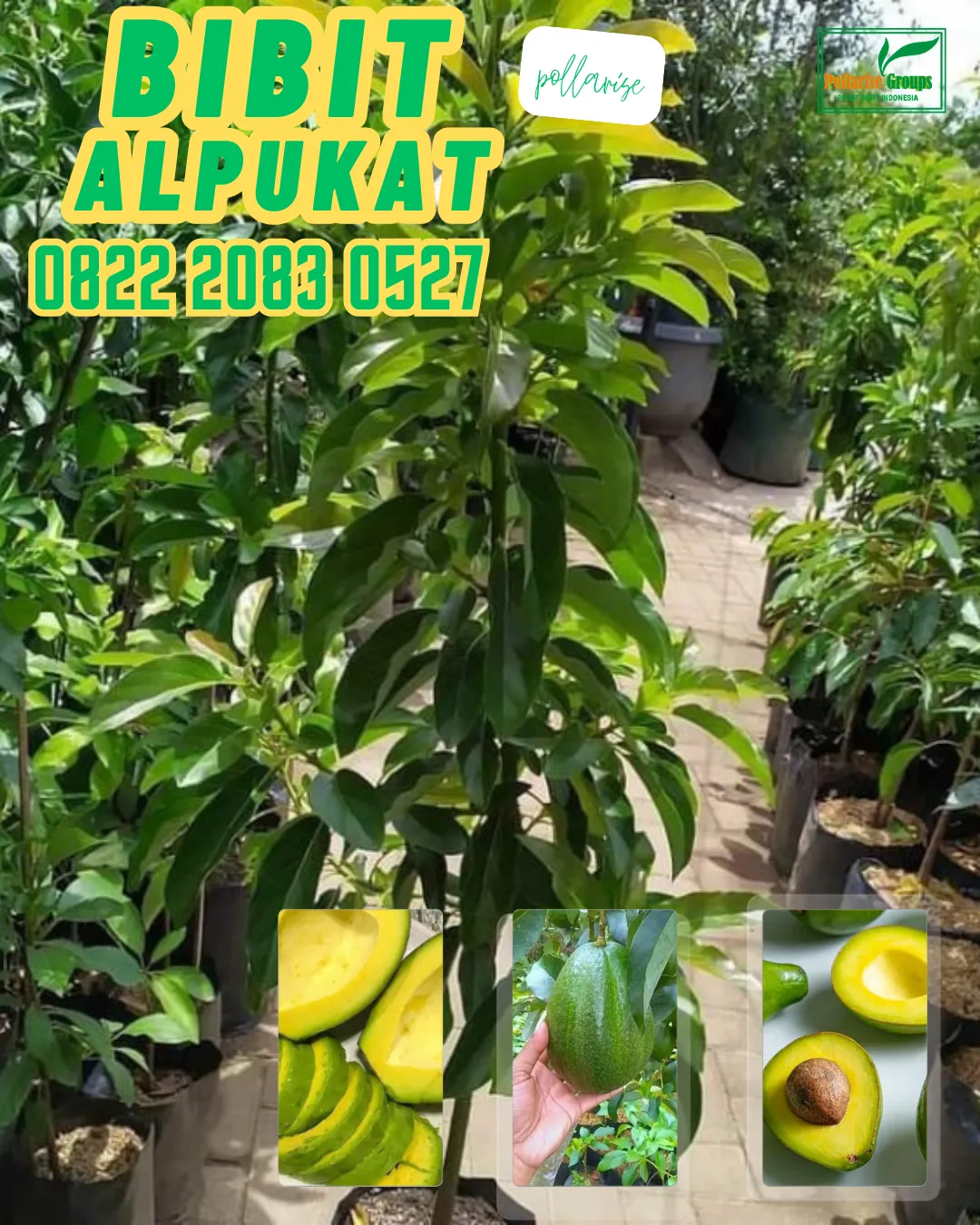 0822 2083 0527 (TSEL) Hortikultura Buah   Bibit Alpukat Di Padang