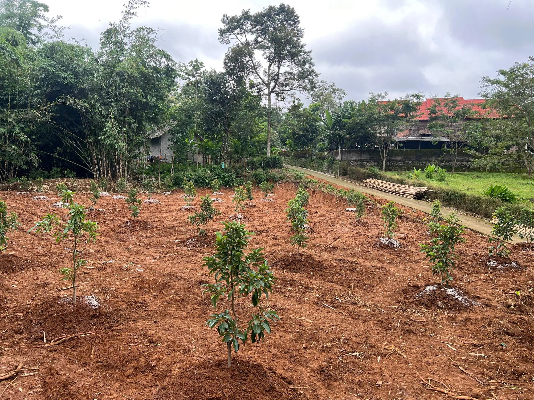 Kebun Alpukat Lingkungan Asri Karanganyar