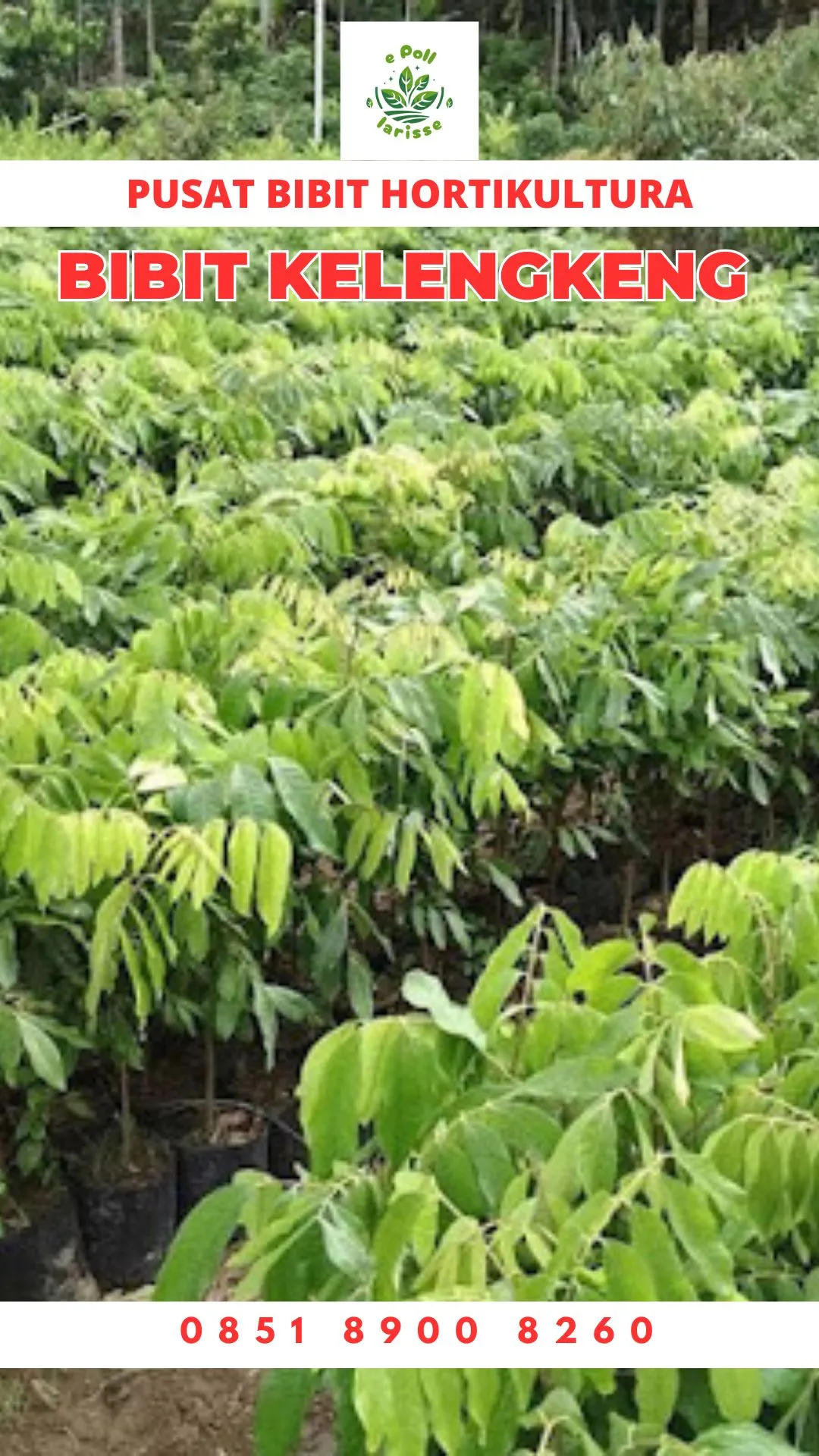 Bibit Buah Lengkeng Tanpa Biji
