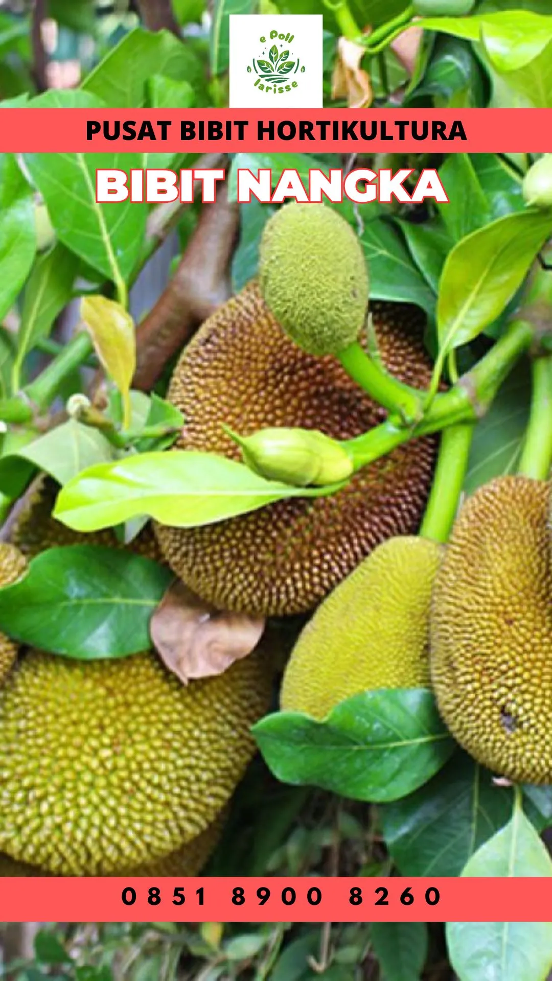Sentra Bibit Pertanian, Bibit Nangka Paling Bagus