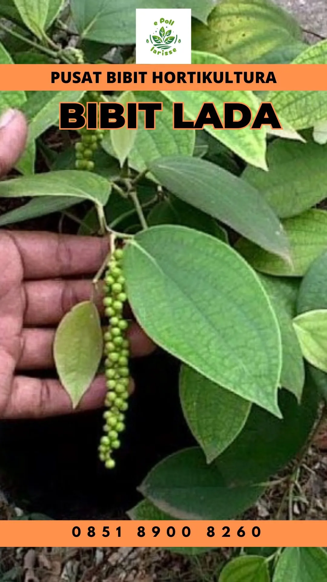 Pusat Bibit,  Bibit Lada Hitam