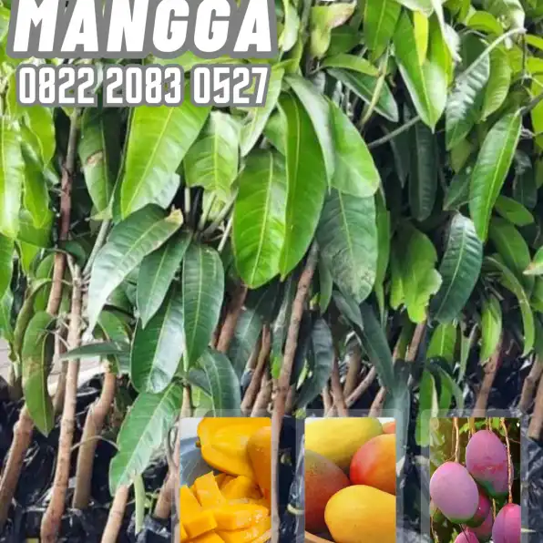 0822 2083 0527 (Tsel) Hortikultura   Bibit Unggul  Mangga Golek India