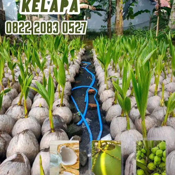 0822.2083.0527 (TSEL) Sentra Bibit Kelapa,   Bibit Kelapa Hibrida Di Riau