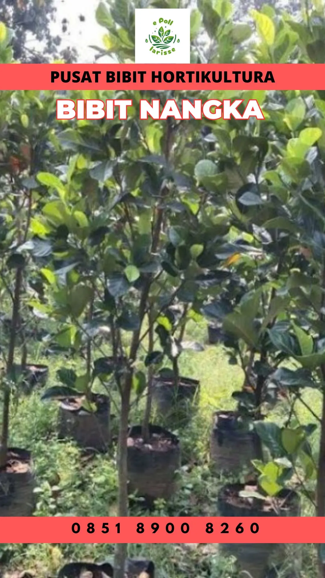 Sentra Bibit Pertanian,  Bibit Buah Nangka Dan Tanaman Okra Di Pekanbaru Kota Pekanbaru Riau