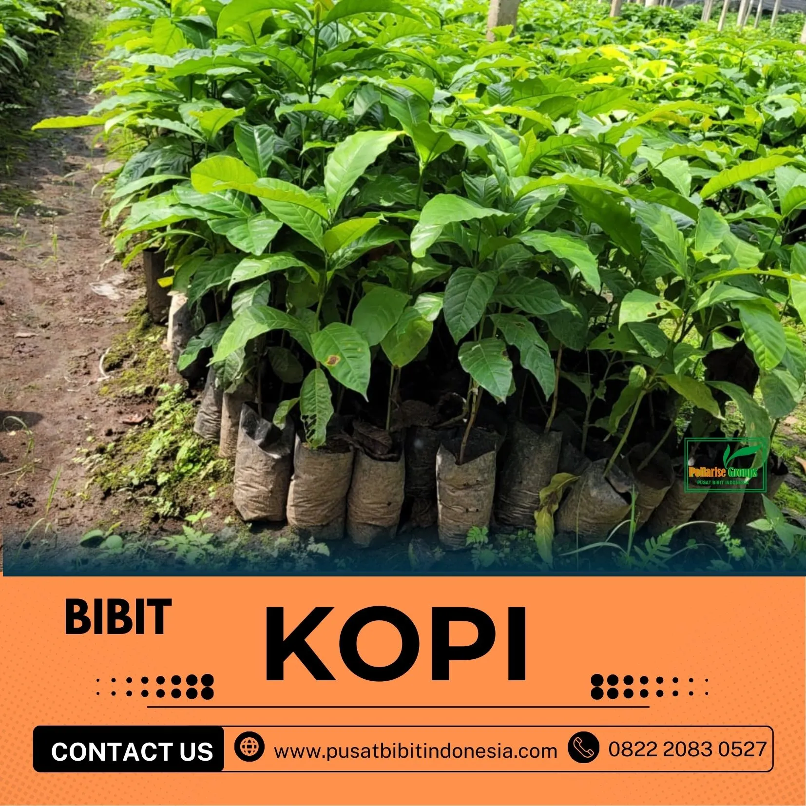 Sentra Bibit Kopi, Bibit Kopi Di Aceh