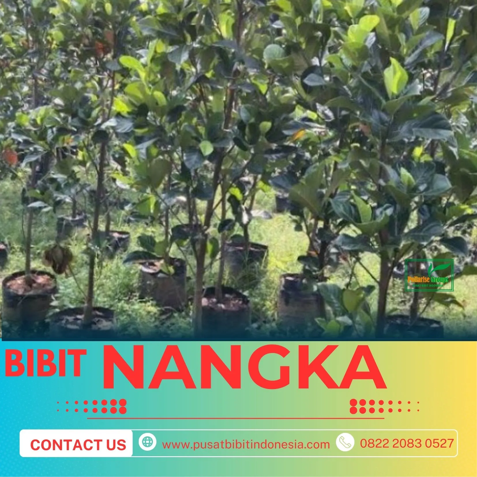 Sentra Bibit Pertanian, Bibit Nangka Di Banjarmasin