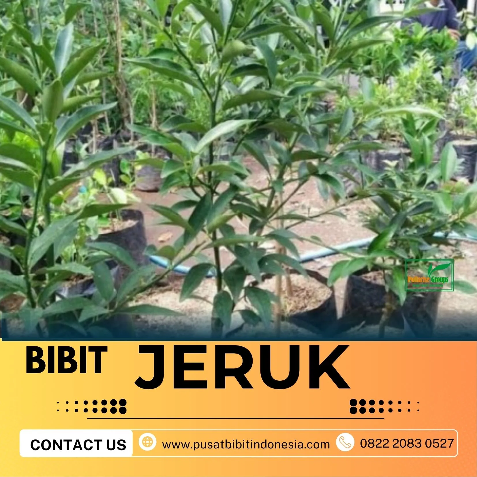 Hortikultura Buah  Bibit Jeruk Keprok Batu 55