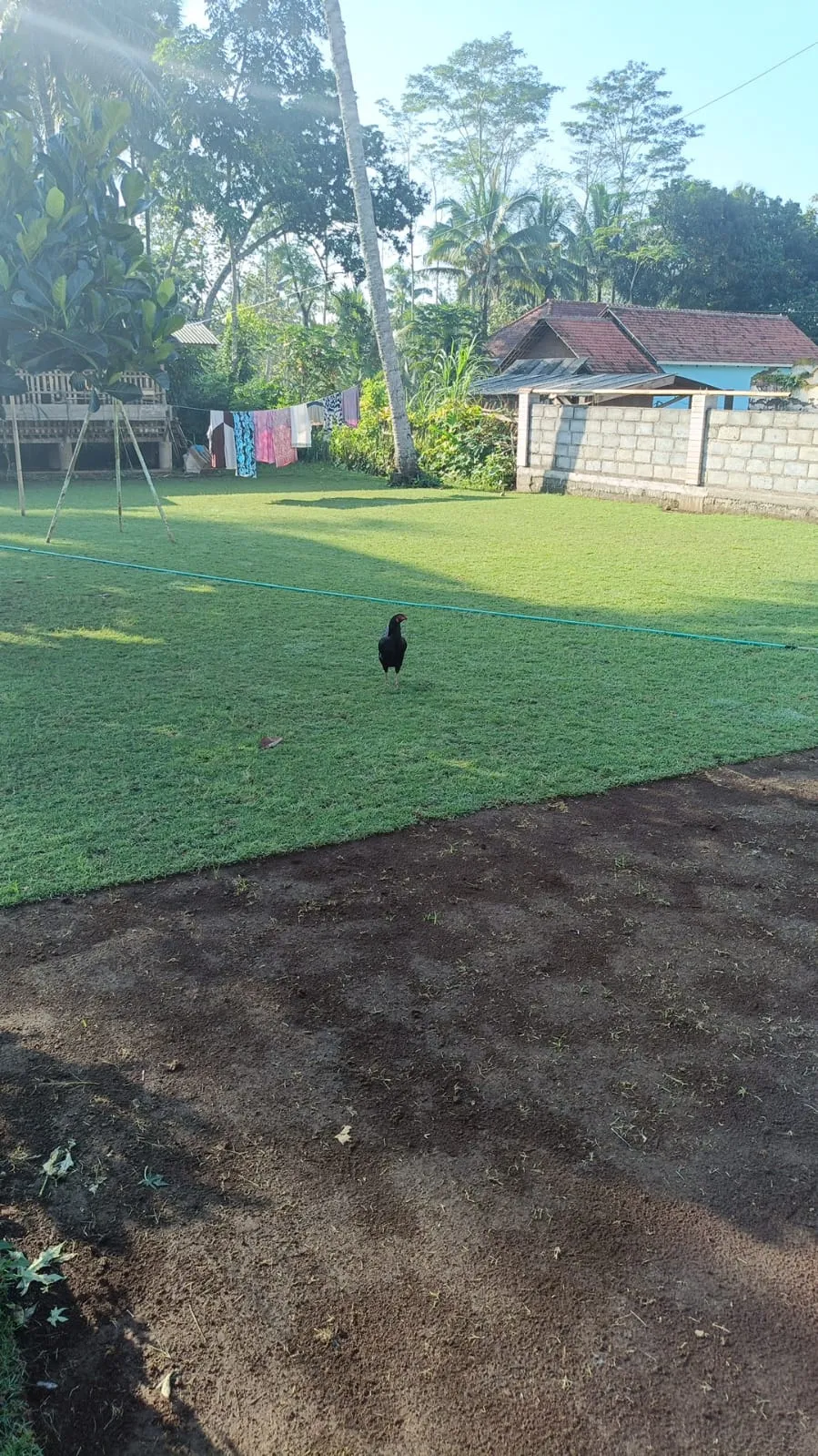 Jual Rumput Golf Tuban Terbaik