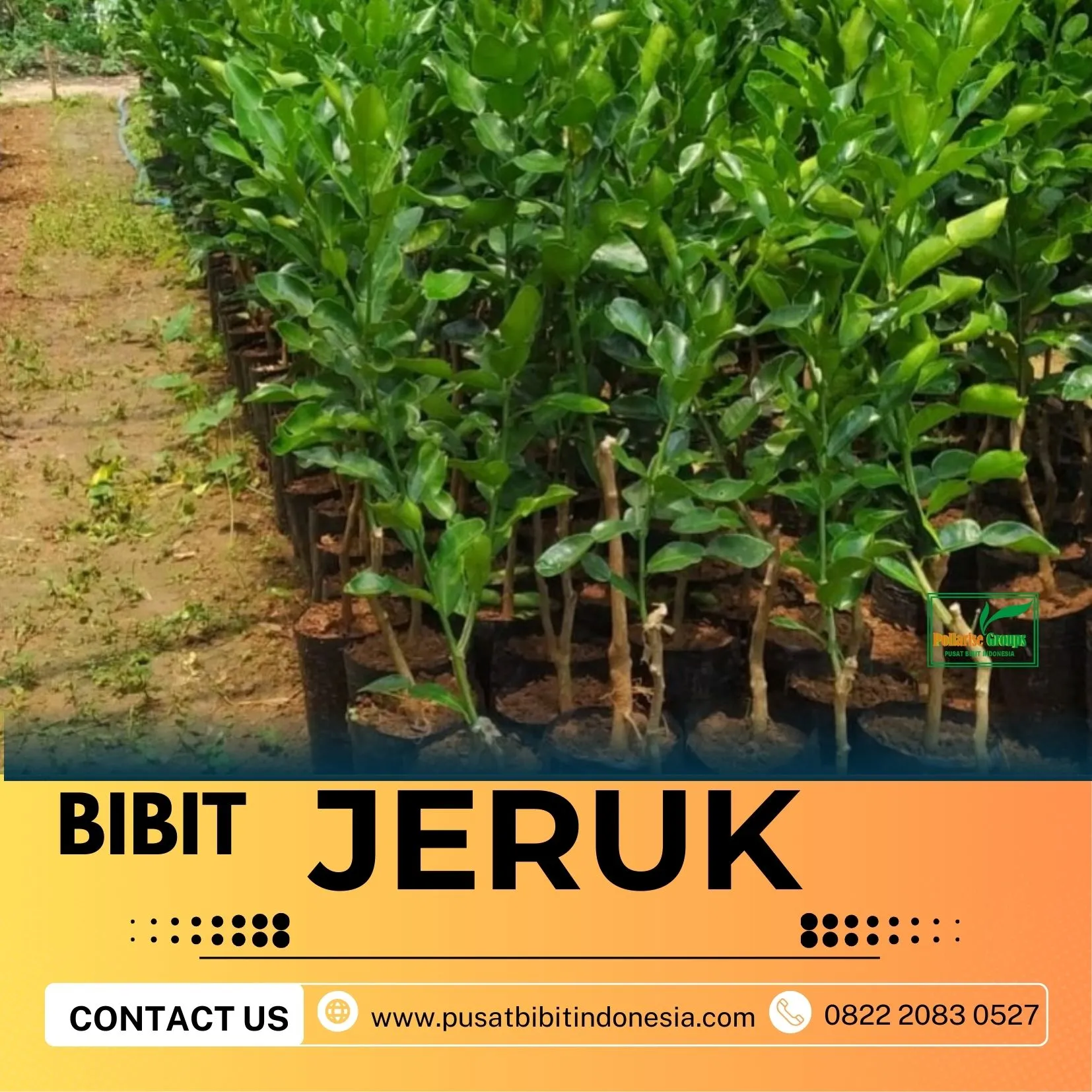 Hortikultura Buah  Bibit Jeruk Nagami Semarang