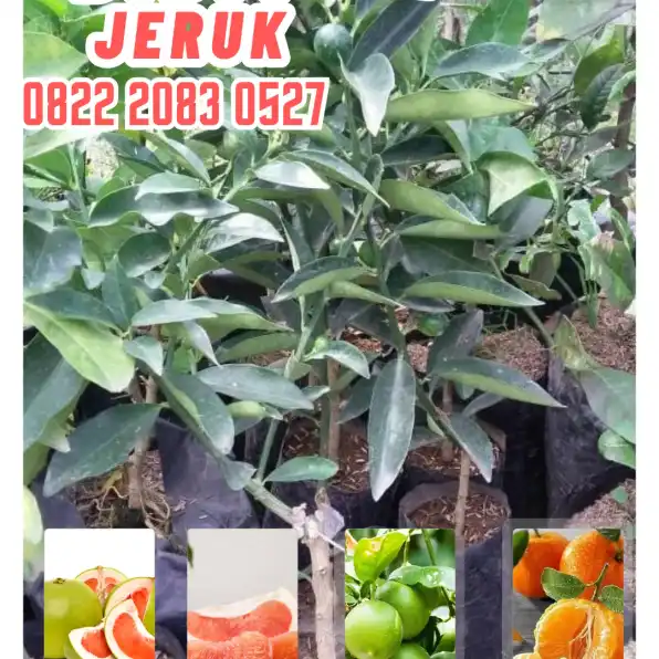 0822.2083.0527 (Tsel)  Hortikultura Buah  Bibit Jeruk Purut Di Garut