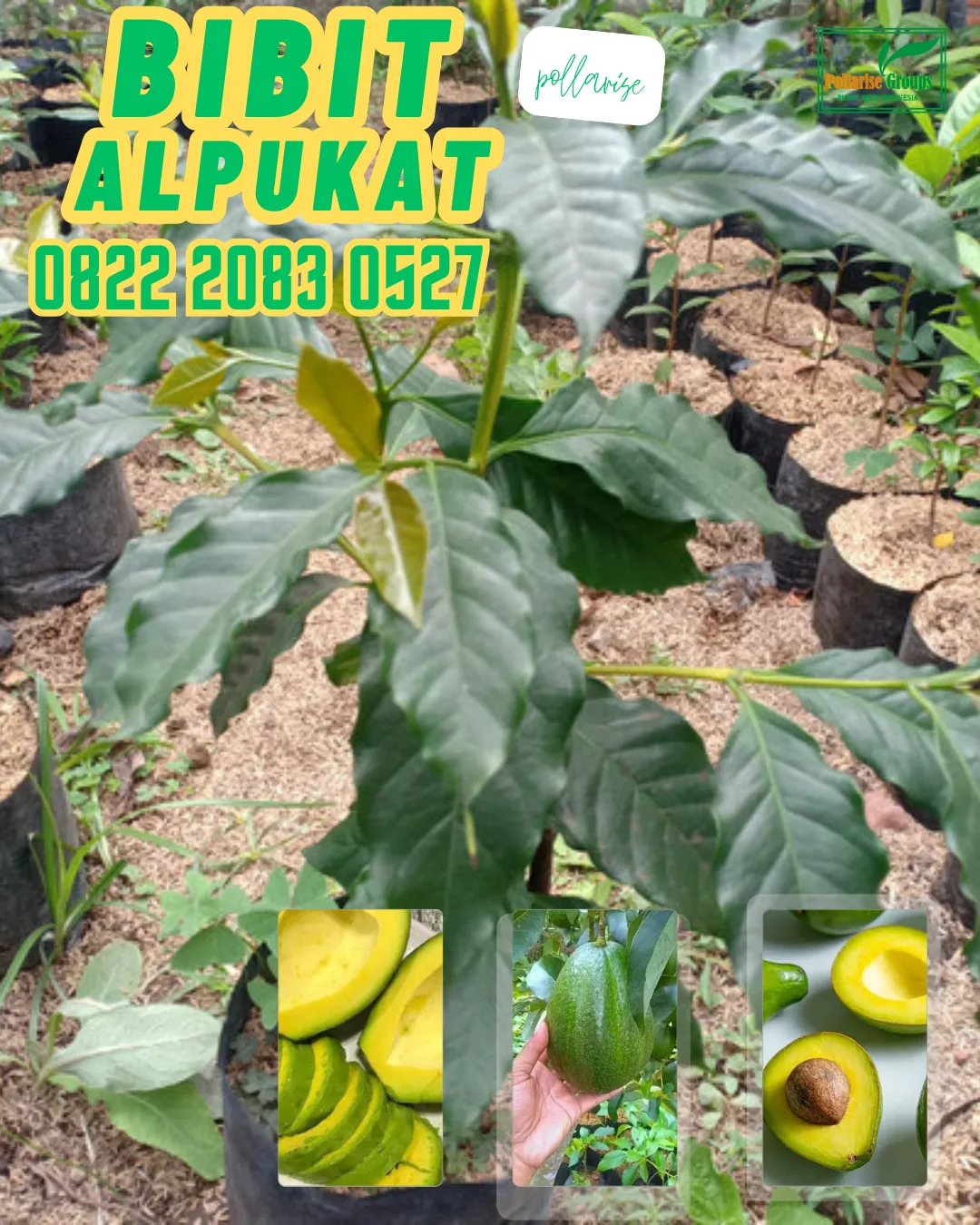 0822 2083 0527 (TSEL) Hortikultura Buah   Bibit Alpukat Wina Semarang