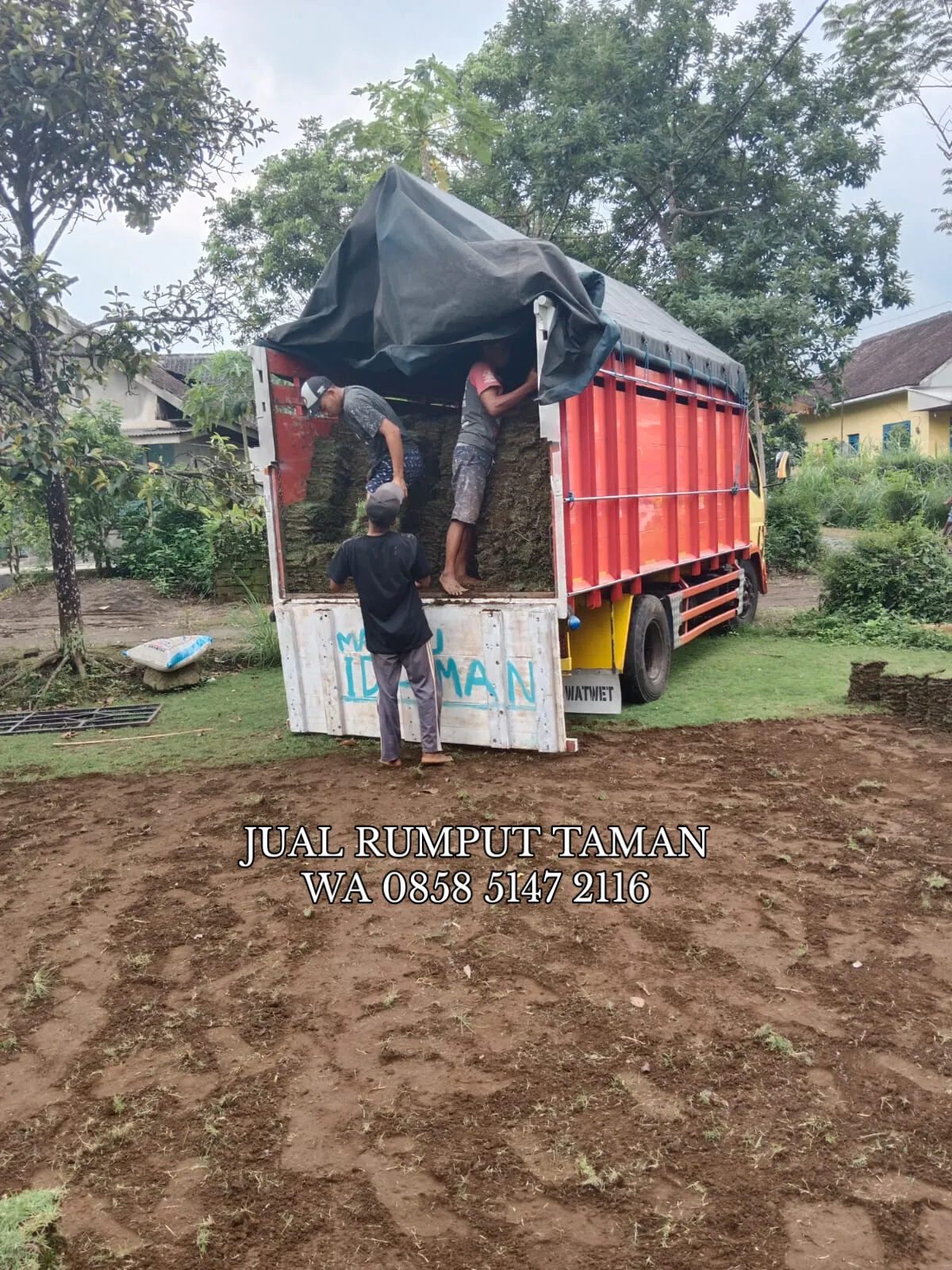 Rumput Jepang Kota Mojokerto Terbaik