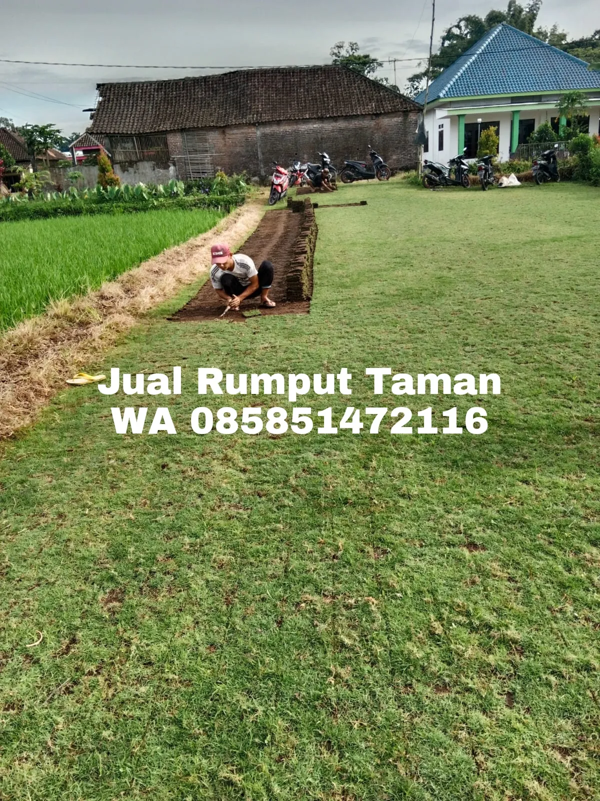 Rumput Jepang Surabaya Termurah