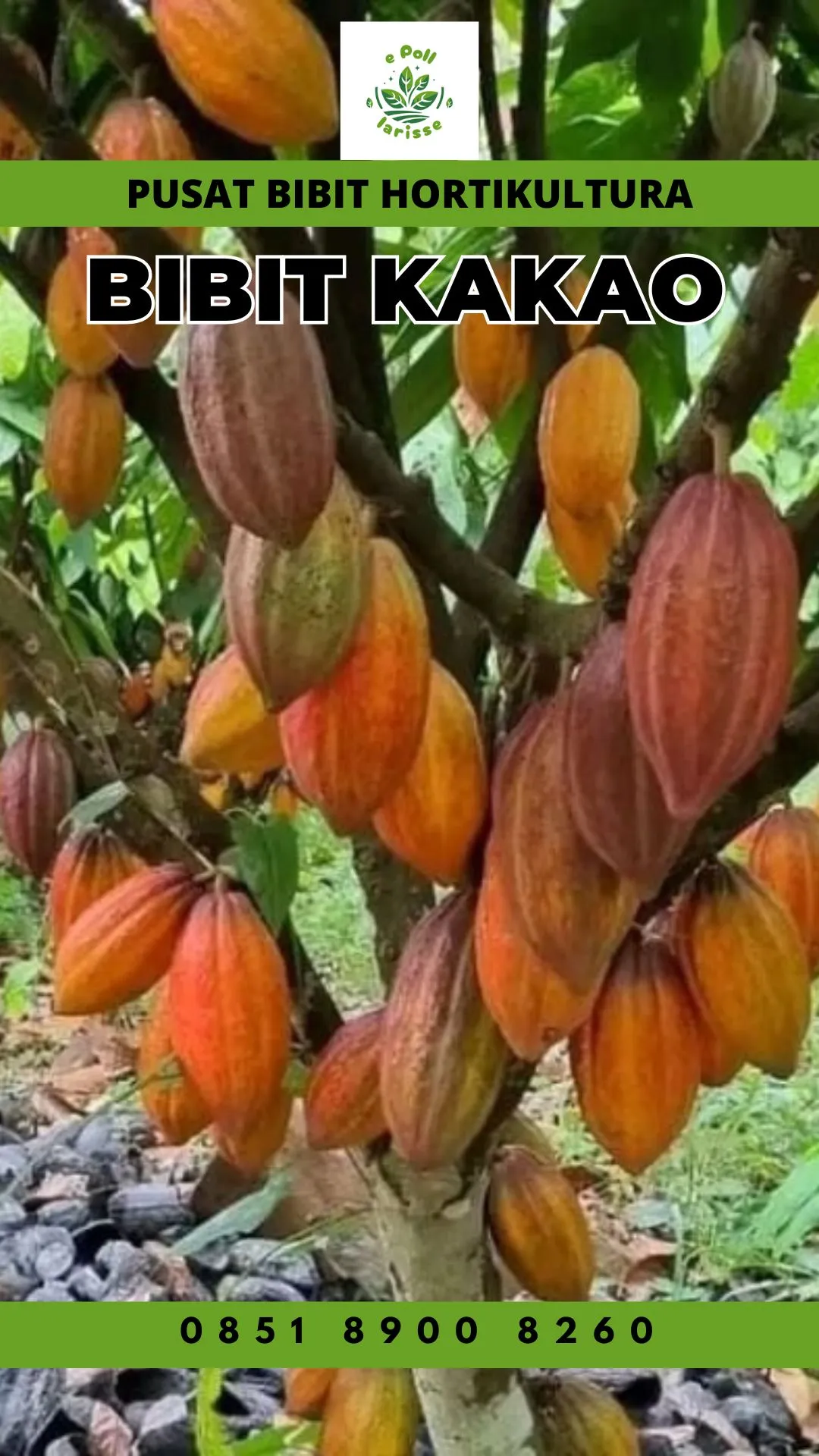 Pusat Bibit, Bibit Coklat Sambung Pucuk, Bibit Coklat S2 Pollarise