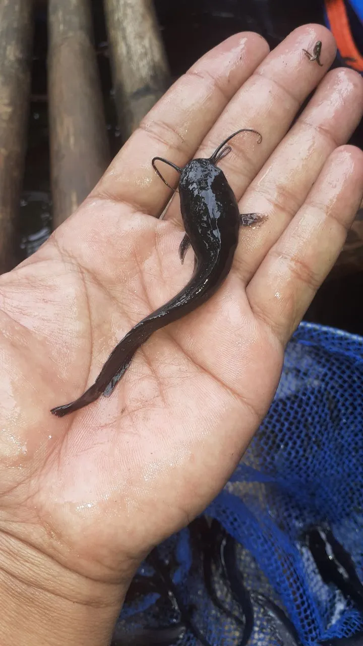 Cepat Panen  Toko Bibit Lele Buat pakan ternak Kualitas Terjamin Sumedang Karanganyar