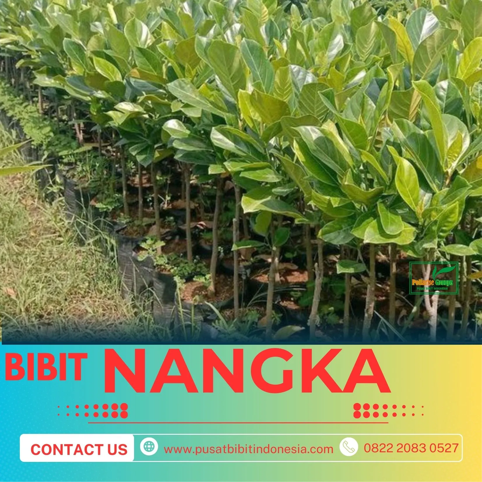 Sentral Bibit, Bibit Nangka Madu Terdekat