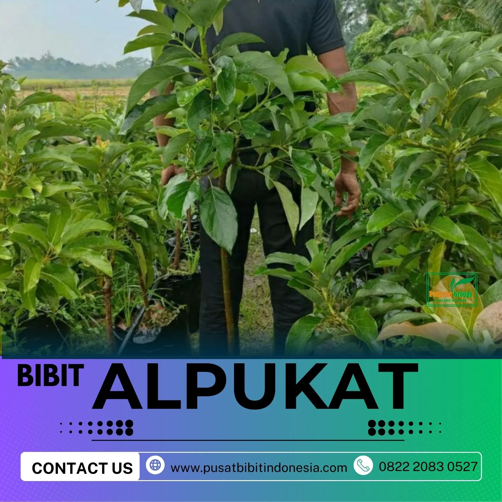 Sentral Bibit Bibit Alpukat Depok