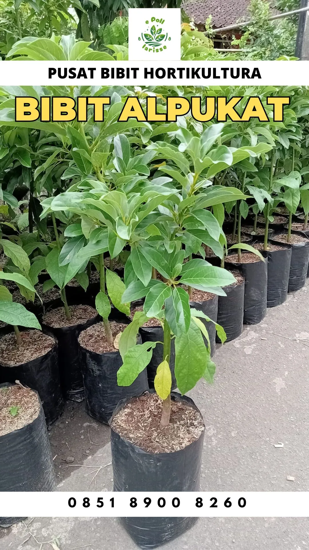 Hortikultura Buah  Bibit Alpukat Aligator