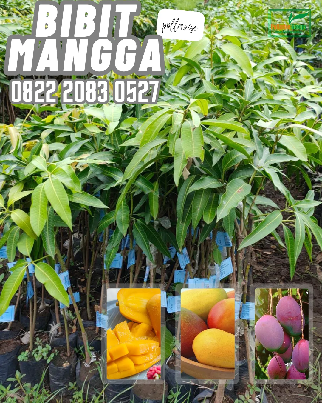 0822 2083 0527 (Tsel) Hortikultura   Bibit Unggul  Mangga Gedong Gincu Jakarta