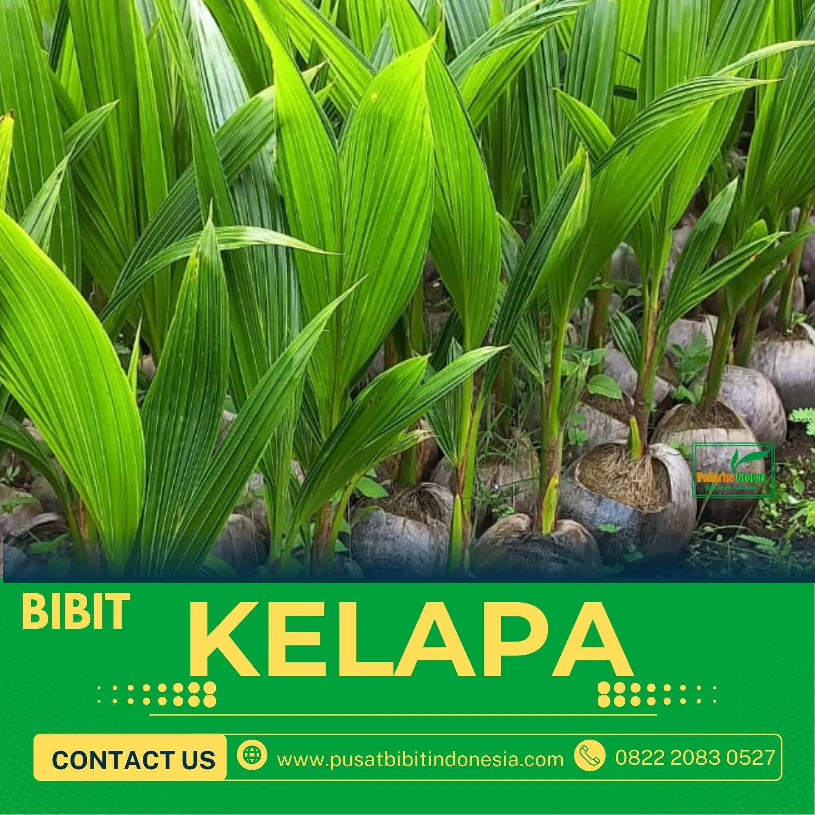 Sentra Bibit Kelapa, Bibit Kelapa Genjah Entok Purworejo