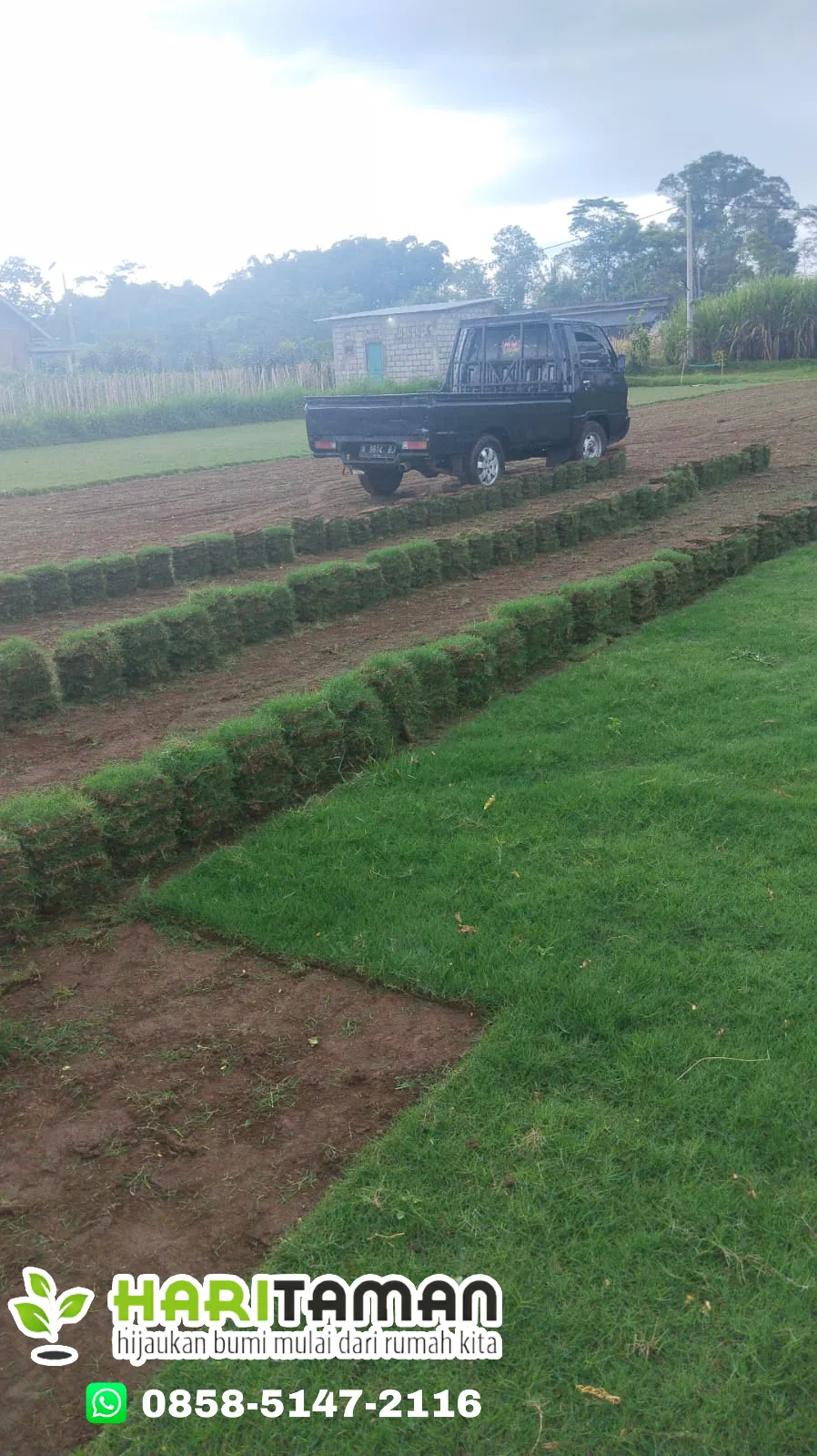 Jual Rumput Jepang Kota Kediri