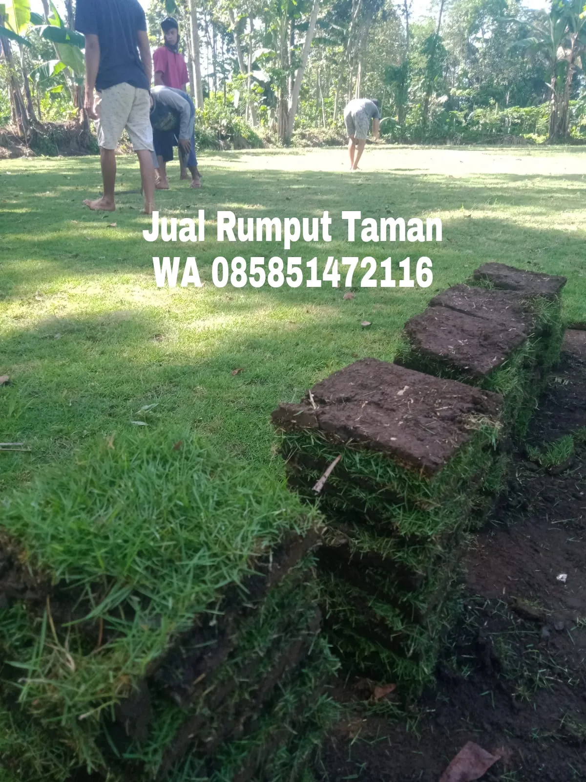 Rumput Jepang Sidoarjo Termurah