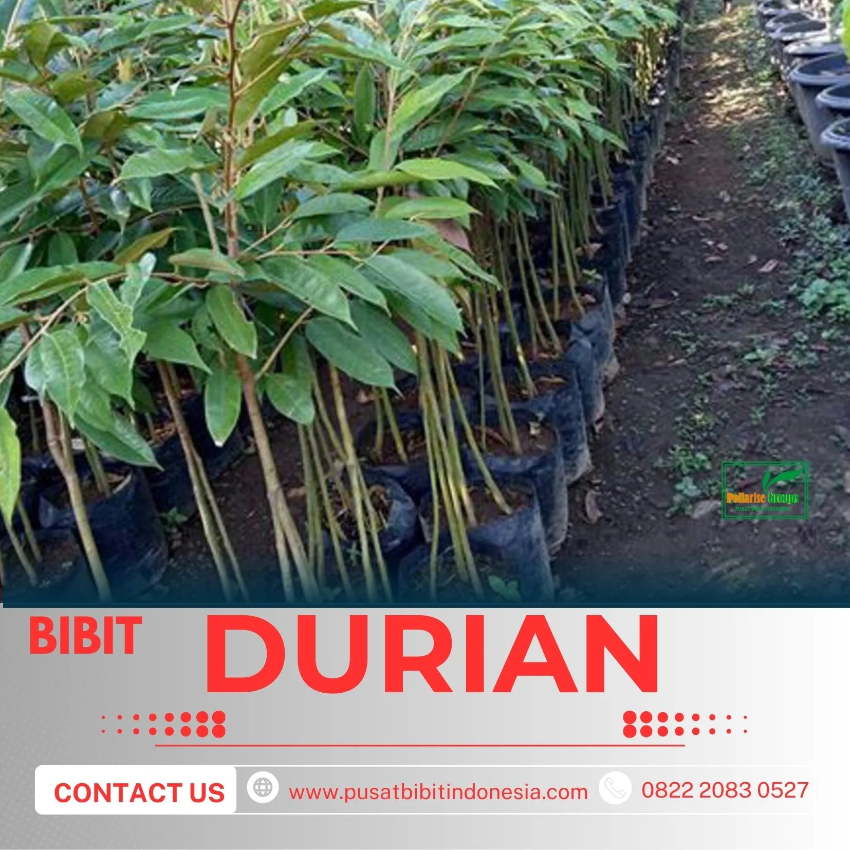 Hortikultura Buah  Bibit Durian Montong