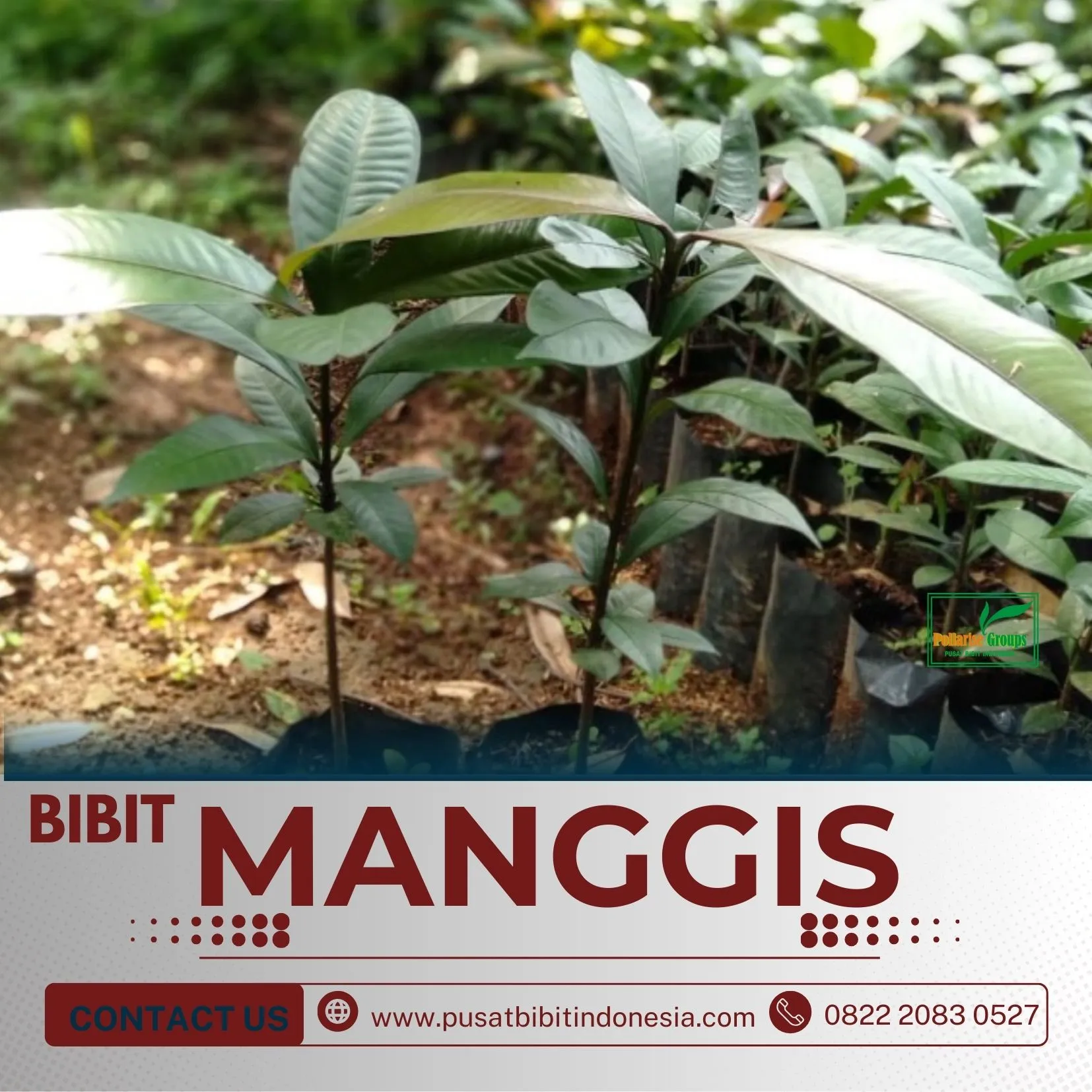 Sentral Bibit, Jual Bibit Pohon Manggis Di Malang, Jual Bibit Pohon Manggis Di Medan
