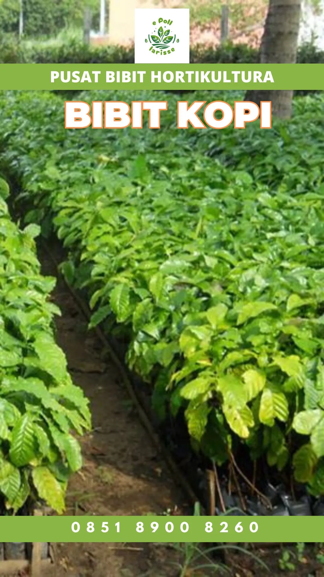 Sentra Bibit Kopi, Bibit Kopi Di Acen