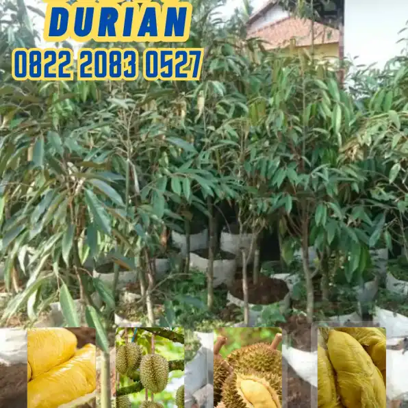 0822.2083.0527 (Tsel)  Hortikultura Buah  Bibit Durian Musang King Sertifikat