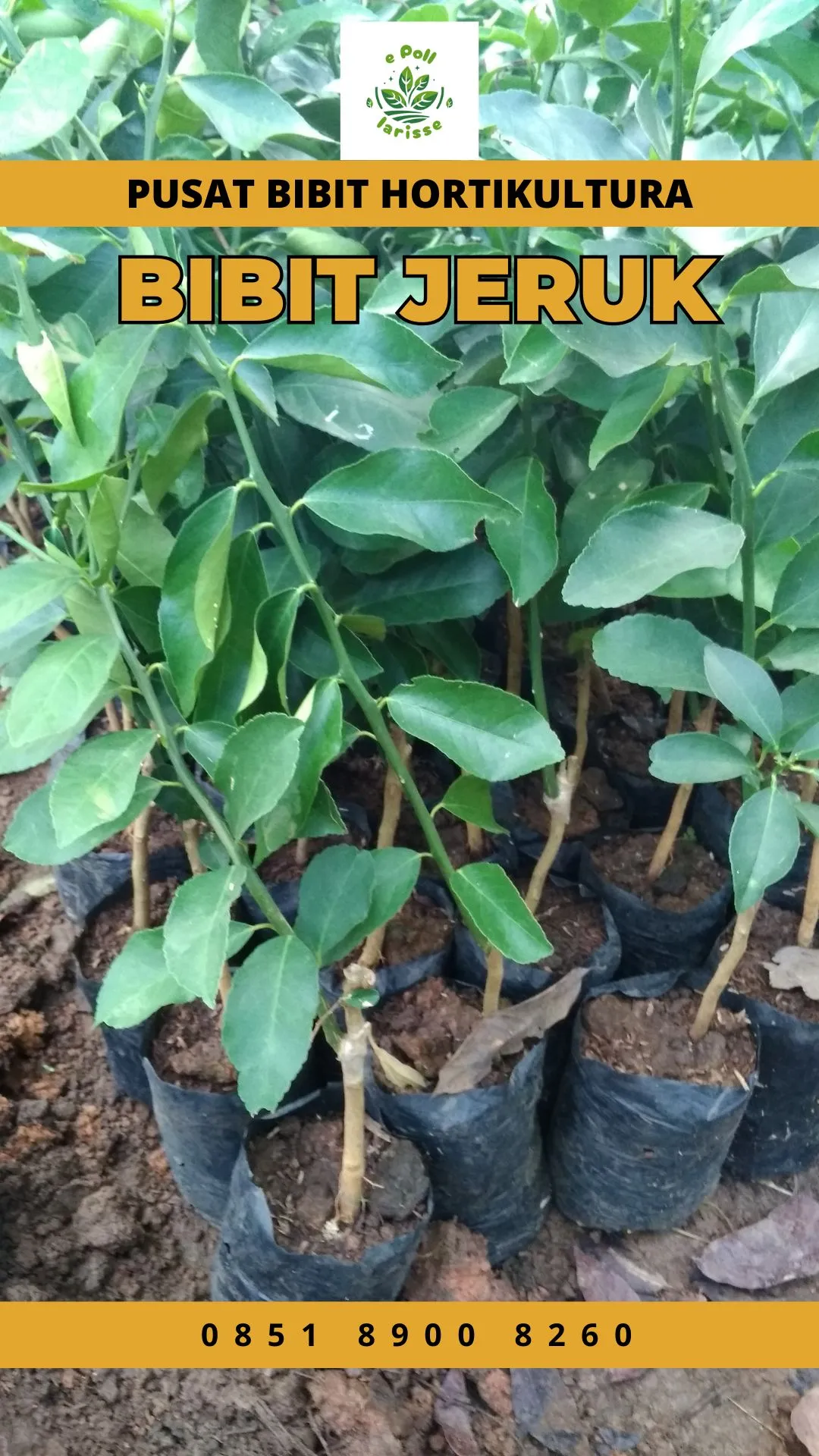 Sentra Bibit,  Bibit Jeruk Nipis