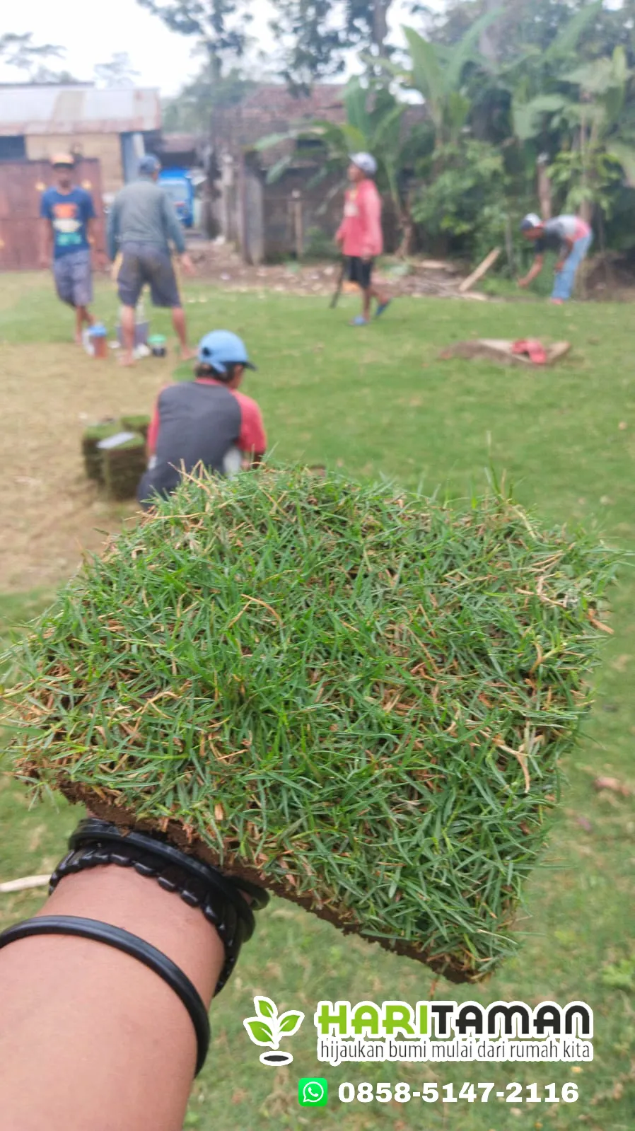 Rumput Jepang Pandaan Terbaik