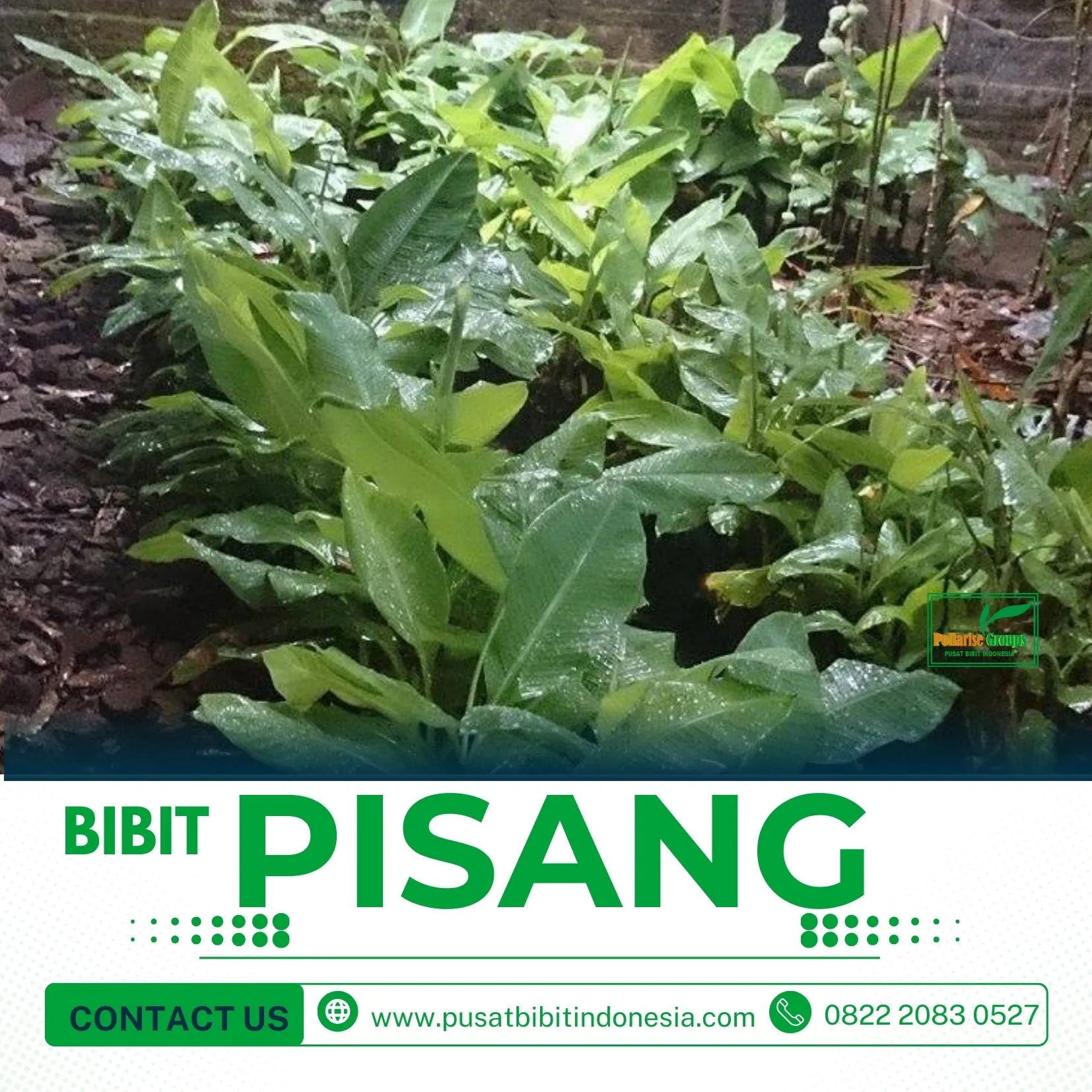 Bibit Pohon Pisang Raja